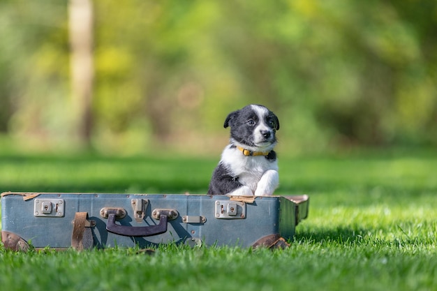 Schattig portret van een geweldig gezond en gelukkig zwart-wit border collie-puppy. Rasecht