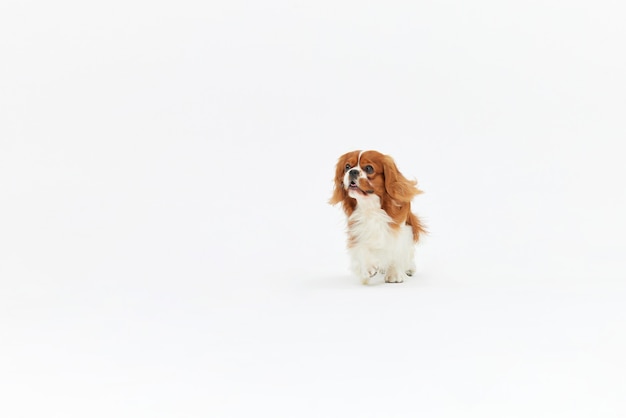 Schattig puppy solo portret