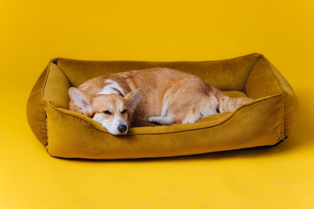 Foto schattig schattig welsh corgi pembroke slapen en ontspannen in hondenbed op gele studio achtergrond meest populaire ras van dog advertising concept