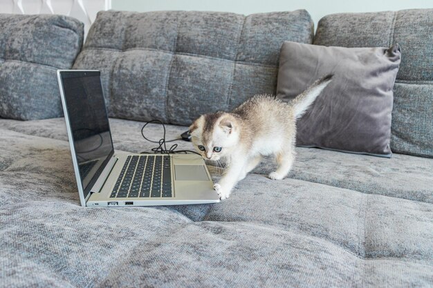 Schattig scottish fold kitten met een laptopcomputer op de bank