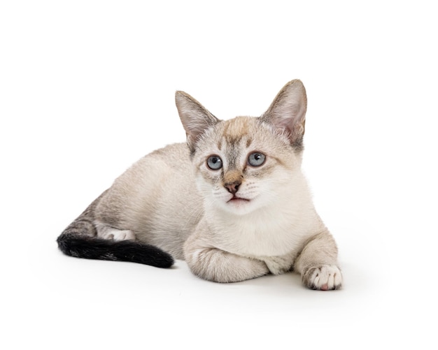 Schattig Siamese kitten liggend op wit