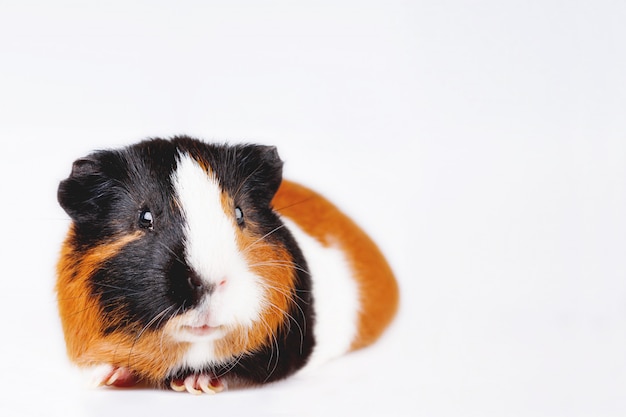 Schattig tricolor cavia met nieuwsgierige uitdrukking