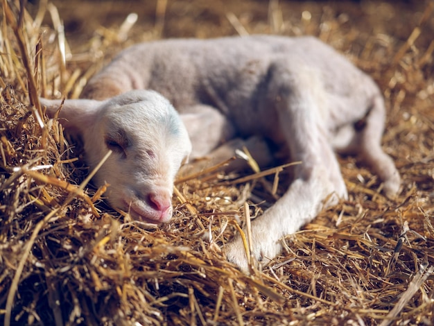 Schattig wit babyschaapje met gesloten ogen slapend op droog stro in de zonnige boerderijweide