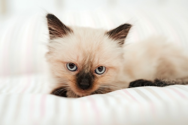 Schattig wit klein katje met zwarte oren nestelt zich in een wit bed terwijl ze probeert te slapen. kat huisdier camera kijken