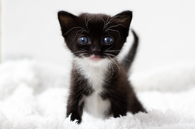 Schattig zwart wit katje