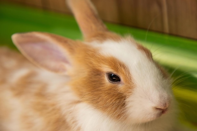 Schattige 3 maanden oude konijnenkonijn gezicht close-up