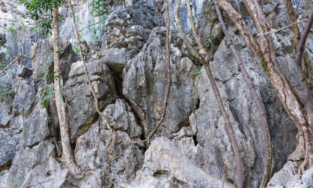 Schattige aap leeft in een natuurlijk bos van Thailand.