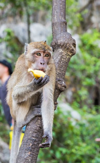 Schattige aap leeft in een natuurlijk bos van Thailand.