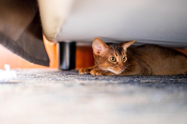 Schattige Abessijnse kat verstopt onder het bed. Grappige kat.