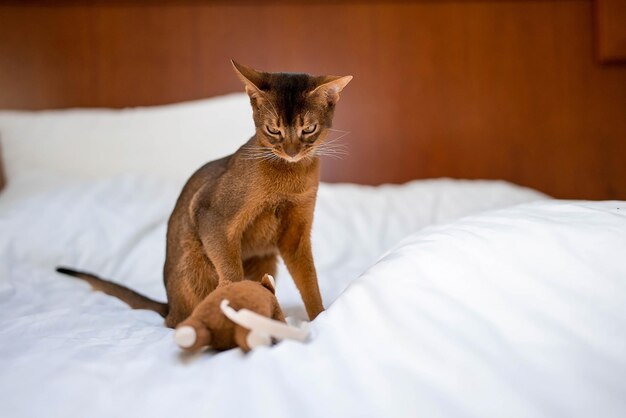 Schattige abessijnse rasechte kat spelen met speelgoed in een hotelkamer. pluizig schattig