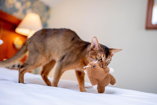 Schattige Abessijnse rasechte kat spelen met speelgoed in een hotelkamer. Pluizig schattig