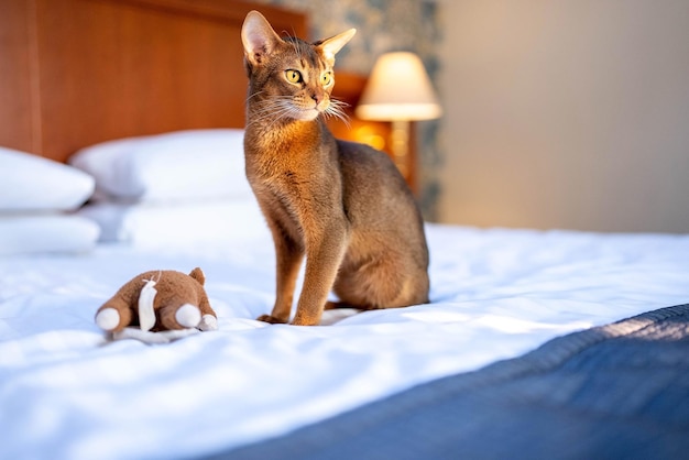 Schattige Abessijnse rasechte kat spelen met speelgoed in een hotelkamer. Pluizig schattig