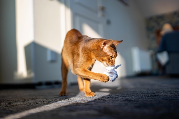 Schattige Abessijnse rasechte kat spelen met speelgoed in een hotelkamer. Pluizig schattig