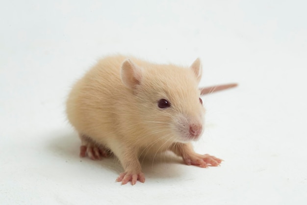 schattige albino rat geïsoleerd op een witte achtergrond