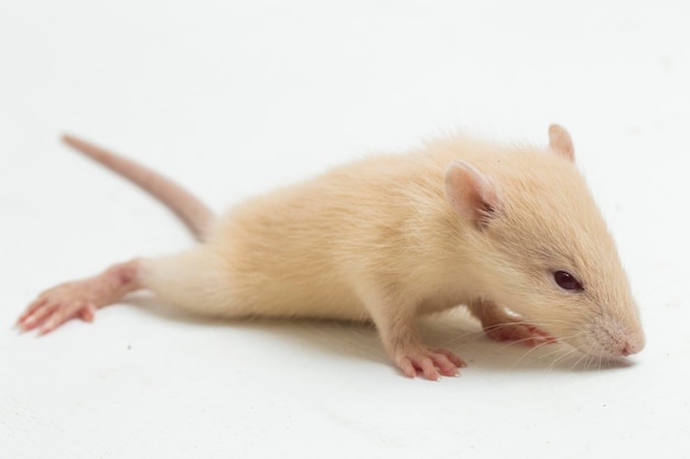 schattige albino rat geïsoleerd op een witte achtergrond