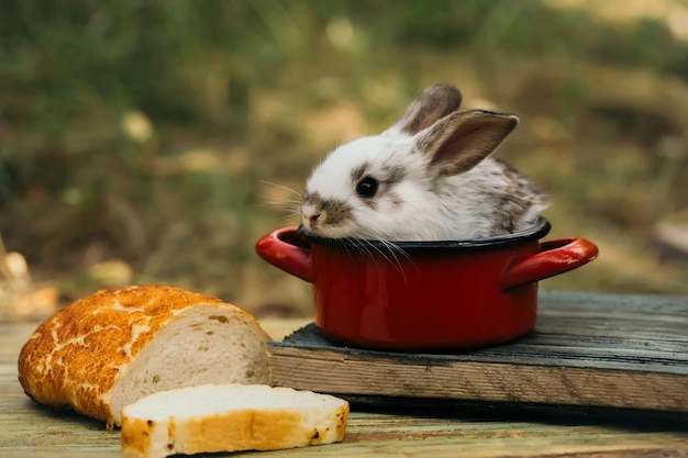 Schattige baby konijn in rode pot tussen het eten