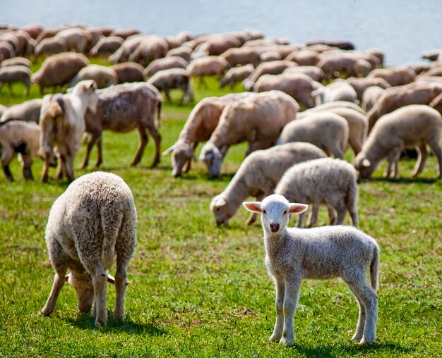 Schattige baby schapen