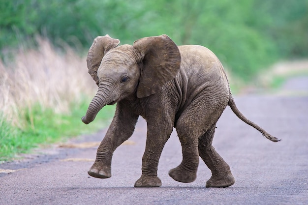 Schattige babyolifant die langs de weg loopt met een onscherpe achtergrond