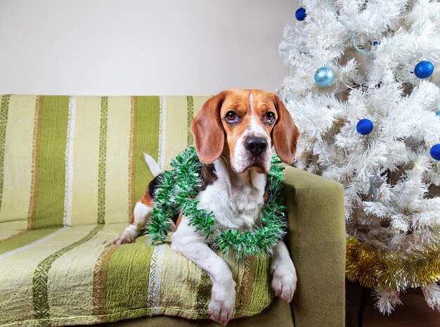 Schattige beagle hond in groen klatergoud liggend op de bank door witte kerstboom en camera kijken