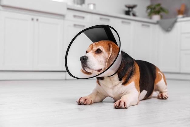 Schattige Beagle-hond met een medische plastic halsband op de vloer binnenshuis