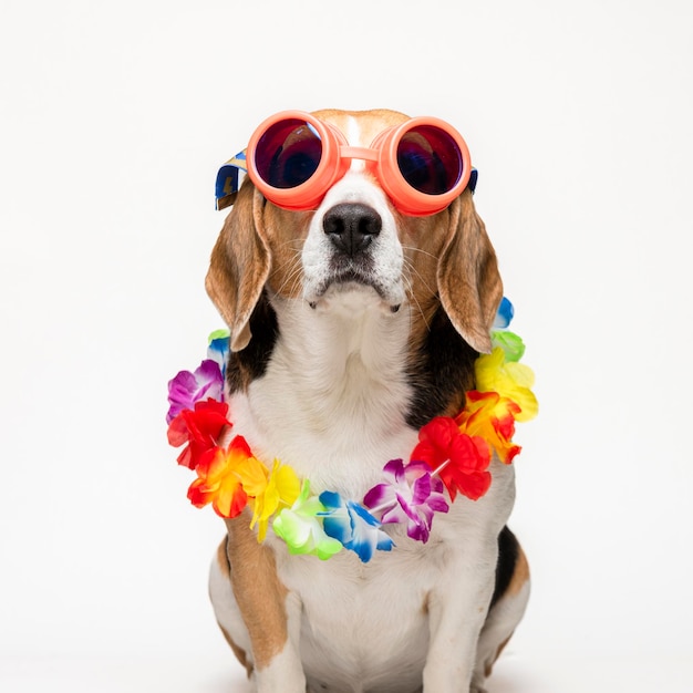 Schattige beagle hond met zonnebril en bloem kraag op witte achtergrond. Lente portret van een hond.