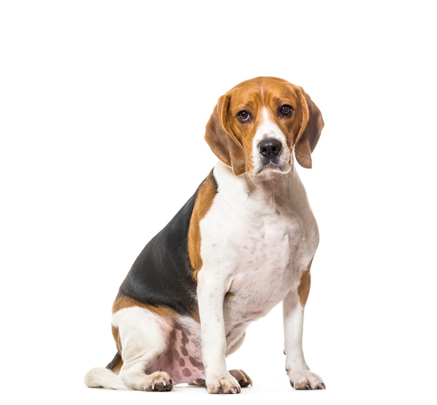 Schattige beagle hond zitten