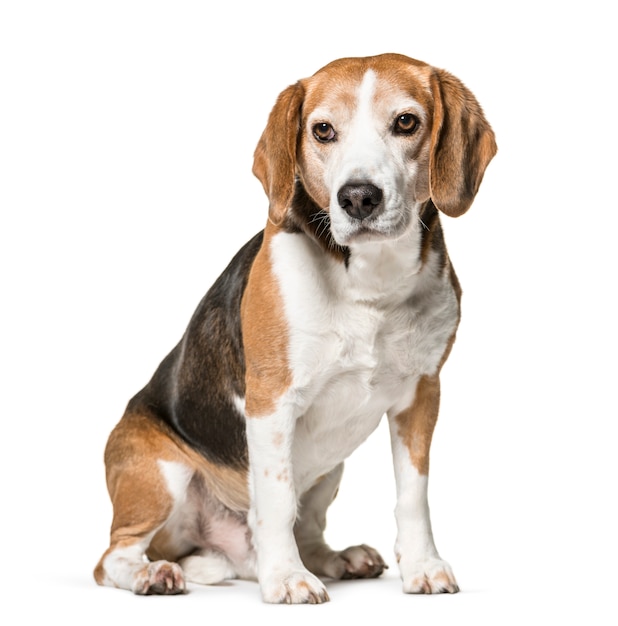 Schattige beagle hond zitten