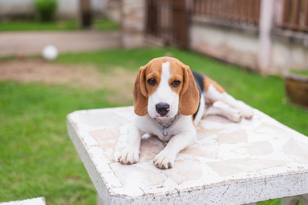 schattige beagle op witte tafel