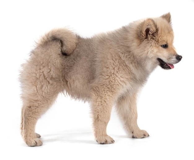 Foto schattige beige eurasier-puppy
