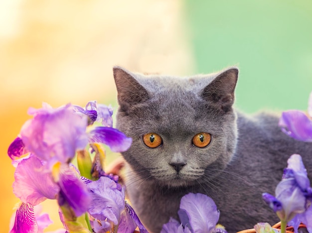 Schattige blauwe Britse korthaar kitten zittend in irisbloemen in de tuin op een zonnige dag