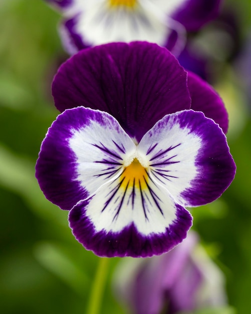 Schattige bloeiende viooltjes in de zomertuin op natuurlijke achtergrond