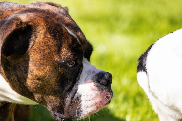 Schattige Boxer Hond ontspannen op gras buiten