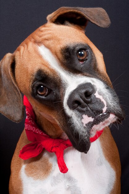 Foto schattige boxer hond op zwart