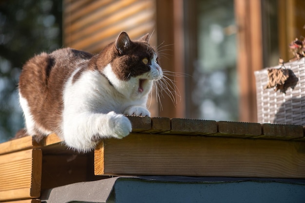 Schattige britse kortharige kat opent mond wijd in een tand en vertoont een woeste schijnbare geeuw Dit geeft het uiterlijk dat de kat misschien schreeuwt of schreeuwt