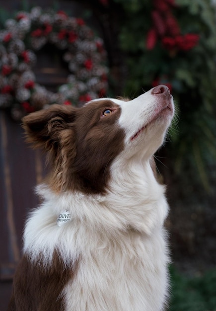 Schattige bruine border collie bij kerstboom op een feestelijk versierde stadsstraten.