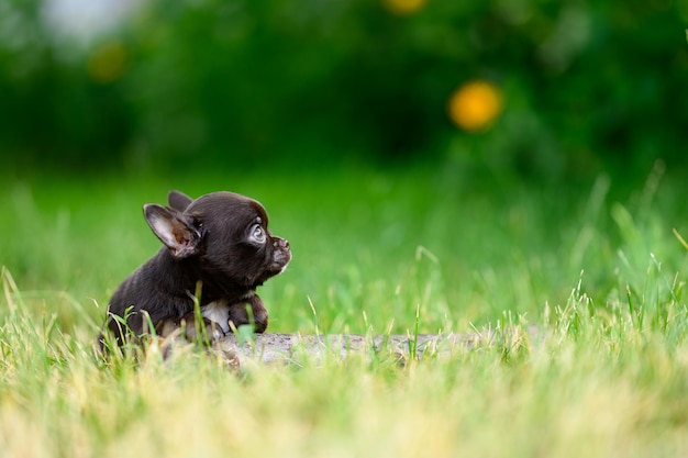 Schattige bruine chihuahua puppy zit in gras op natuurlijke onscherpe achtergrond in tuin