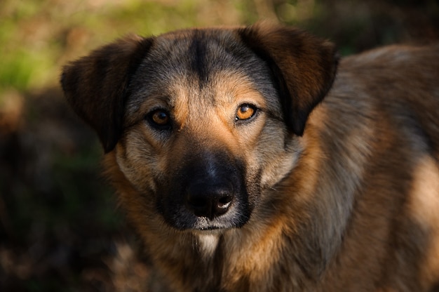 Schattige bruine gember dakloze hond