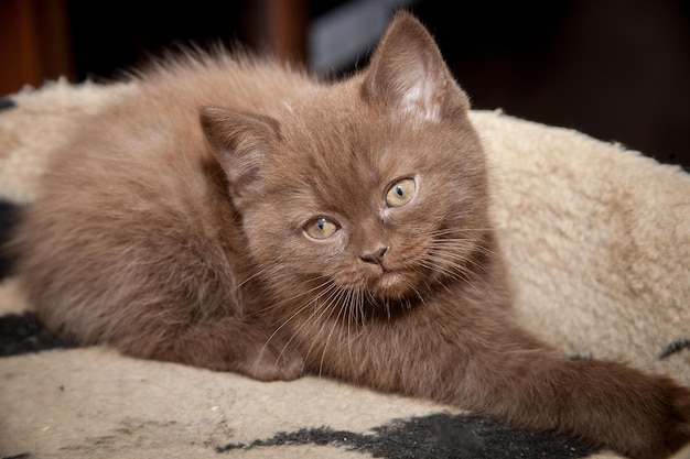 Schattige bruine kat