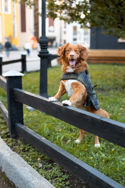 Schattige bruine Nova Scotia Duck Tolling Retriever rust zijn voorpoten op een houten hek en knipoogt. Knipogende gemberhond buiten. Outdoor vrije tijd met huisdieren. Selectieve aandacht. Groen gras.