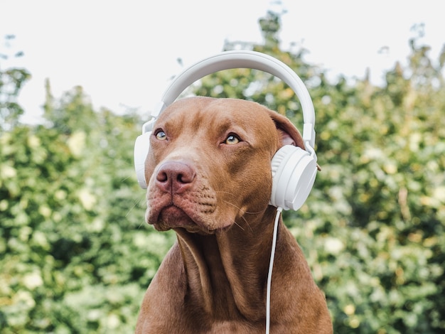 Schattige bruine puppy met koptelefoon