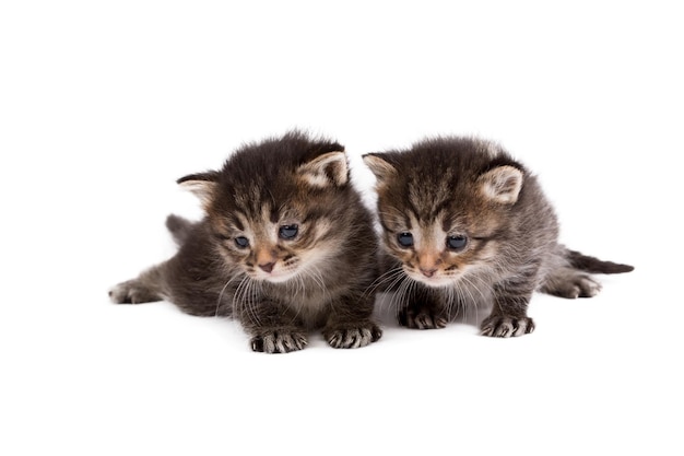 Schattige bruine tabby kittens geïsoleerd op wit