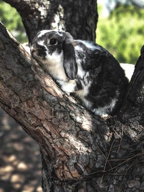 Schattige bunny huisdier op een boomtak