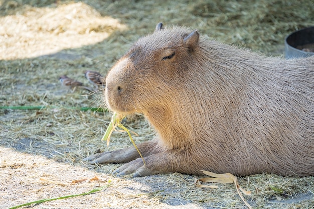 Schattige Capybara (grootste muis) eten en slaperige rust in de dierentuin, Tainan, Taiwan, close-up shot