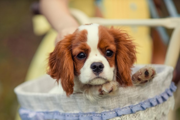 Schattige cavalier king charles spaniel puppy zittend in een mooie fietsmand