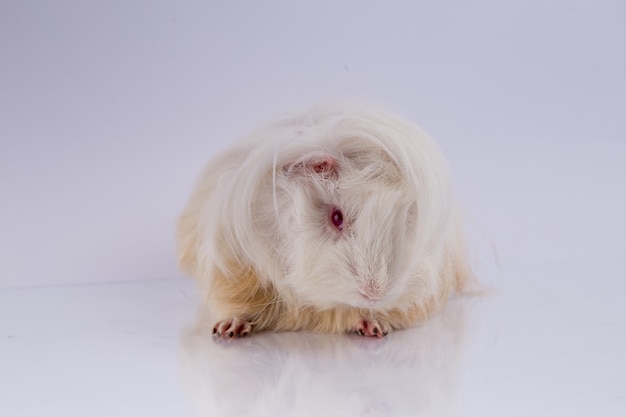 schattige cavia cavia silkie lila type