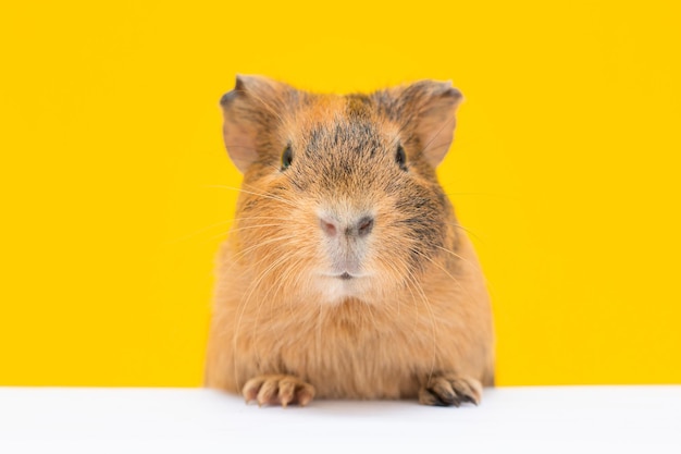 Schattige cavia en gele muur achtergrond. Een populaire kopieerruimte voor huisdierenbanners