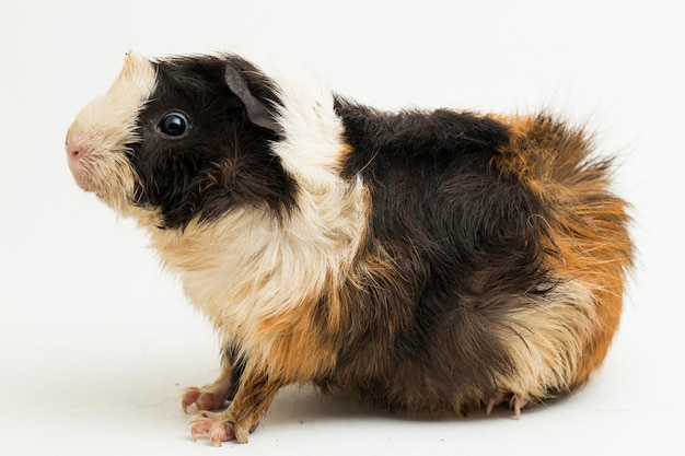 Schattige cavia geïsoleerd op witte achtergrond