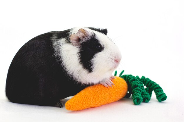 Schattige cavia met een wortel op wit wordt geïsoleerd