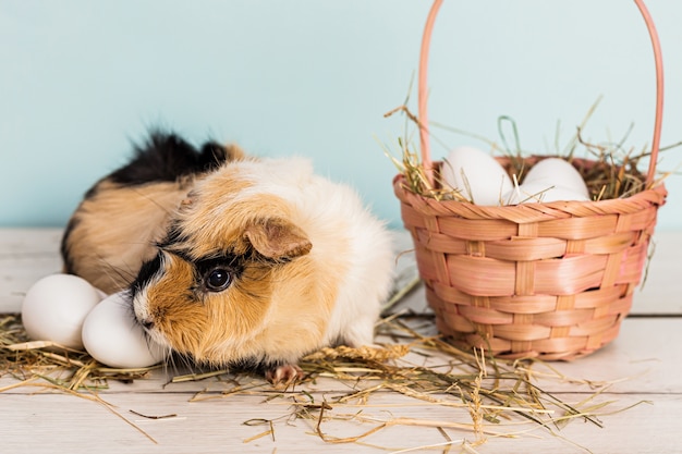 Schattige cavia naast een stro roze mand gevuld met paaseieren en hooi over een houten tafel met blauwe achtergrond