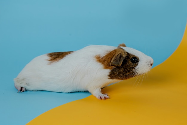 schattige cavia Premium foto